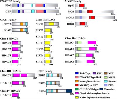 The epigenetic regulatory effect of histone acetylation and deacetylation on skeletal muscle metabolism-a review